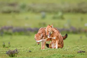 Simien Fox Prints: Ethiopian wolf (Canis simensis) subordinate (on the left) greeting dominant female