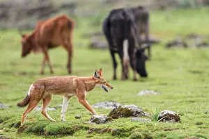 Simien Fox Prints: Ethiopian wolf (Canis simensis) walking amongst cattle herd