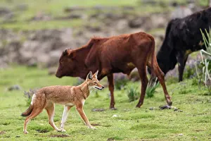 Simien Fox Prints: Ethiopian wolf (Canis simensis) walking amongst cattle herd