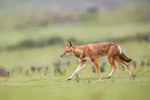Simien Fox Prints: Ethiopian wolf (Canis simensis) walking across grassland