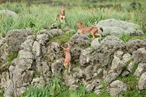 Simien Fox Prints: Ethiopian wolves (Canis simensis) chasing an intruder out of their territory