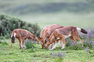 Simien Fox Prints: Ethiopian wolves (Canis simensis) investigating a smell whilst patrolling their territory borders