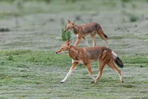 Simien Fox Prints: Two Ethiopian wolves (Canis simensis) patrolling their territory boundary