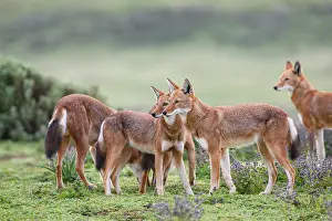 Simien Fox Prints: Ethiopian wolves (Canis simensis) patrolling their territory boundary