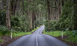 Eucalypt rainforest along Otway Lighthouse Road, Cape Otway, The Otways, Victoria