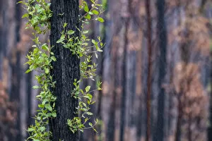 Eucalyptus tree (Eucalyptus sp.) showing epicormic growth in response to bushfire damage