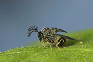 Eucharited Wasp (Eucharitedae) parasitic wasp, which attacks ants, Coochbehar, India