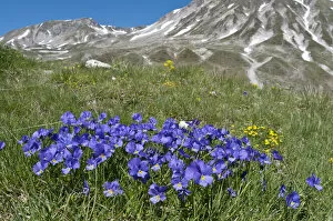 Appenines Gallery: Eugenias Violet (Viola eugeniaea) in flower, blue form, Campo Imperatore, Gran Sasso