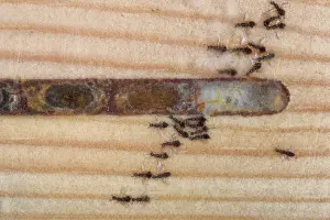 Insect House Prints: Eulophid wasps (Melittobia acasta) female parasitic wasps emerging from a Large-headed resin bee (Heriades truncorum)