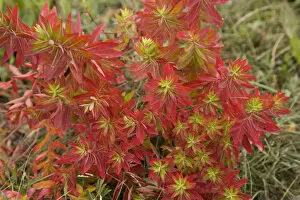 Heather Angel Gallery: Euphorbia (Euphorbia jolkinii) leaves turning red in autumn. Napa Hai, Shangri-la