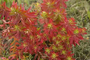 Euphorbia (Euphorbia jolkinii) leaves turning red in autumn. Napa Hai, Shangri-la