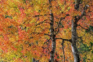 Eurasian aspen tree in autumn (Populus tremula), Dolomites, Italy, October