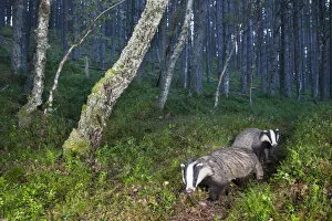 2019 May Highlights Collection: Eurasian badger (Meles meles), two foraging in Pine (Pinus sp) woodland. Glenfeshie