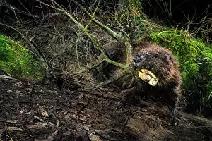 Rodentia Prints: Eurasian beaver (Castor fiber) dragging branches to its dam during the night