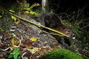 Rodentia Prints: Eurasian beaver (Castor fiber) dragging branches to its dam at night