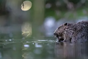 Rodentia Prints: Eurasian beaver (Castor fiber) eating a branch at river's edge with city lights behind