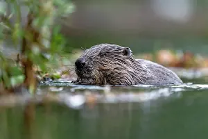 Rodentia Prints: Eurasian beaver (Castor fiber) feeding on leaves in a river at sunset