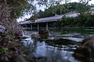 Rodentia Prints: Eurasian beaver (Castor fiber) feeding in an urban river at dusk