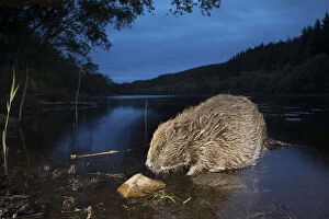 Eurasian beaver (Castor fiber) foraging in loch at night, Knapdale, Argyll, Scotland