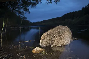 Reintroduced Prints: Eurasian beaver (Castor fiber) foraging in loch at night, Knapdale, Argyll, Scotland