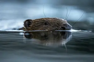Rodentia Prints: Eurasian beaver (Castor fiber) swimming in a river, Lucerne, Switzerland. July