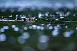 Rodentia Prints: Eurasian beaver (Castor fiber) swimming in a river, Lucerne, Switzerland. July