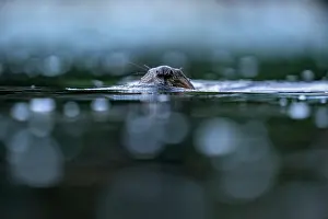 Rodentia Prints: Eurasian beaver (Castor fiber) swimming in a river, Lucerne, Switzerland. July