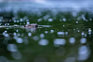 Rodentia Prints: Eurasian beaver (Castor fiber) swimming in a river, Lucerne, Switzerland. July