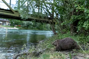 Rodentia Prints: Eurasian beaver (Castor fiber) walking towards an urban river in front of a bridge