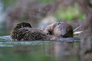 Rodentia Prints: Two Eurasian beavers (Castor fiber) allogrooming at edge of river