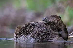 Rodentia Prints: Two Eurasian beavers (Castor fiber) allogrooming in river, Lucerne, Switzerland. July