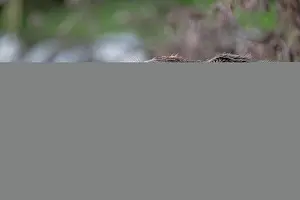 Rodentia Prints: Two Eurasian beavers (Castor fiber) allogrooming at river's edge
