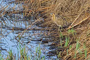 Reedbed Prints: Eurasian bittern (Botaurus stellaris) foraging in dense reedbed along lake shore in winter at nature reserve De Gavers