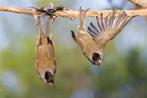 Competition Winner Prints: Eurasian blackcaps (Sylvia atricapilla) caught on limed stick, Cyprus