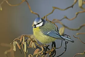 Denmark Collection: Eurasian blue tit (Cyanistes caeruleus) perched in tree amongst catkins. Denmark, February