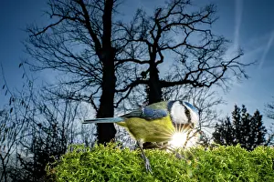 Paridae Prints: Eurasian blue tit (Cyanistes caeruleus) perched on bird feeder with sunstar in the background
