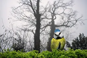 Paridae Prints: Eurasian blue tit (Cyanistes caeruleus) perched on birdfeeder