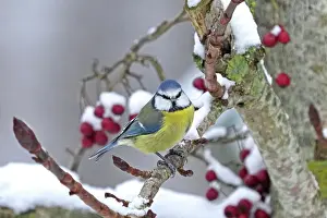 Paridae Prints: Eurasian blue tit (Cyanistes caeruleus) perched on branch after recent snowfall