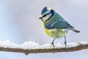 Paridae Prints: Eurasian blue tit (Cyanistes caeruleus) perched on snow-covered branch