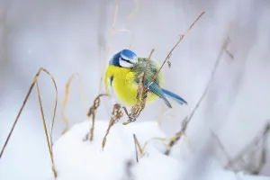 Christmas Prints: Eurasian blue tit (Cyanistes caeruleus) perched on snow-covered grass