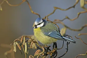 Nordic Countries Prints: Eurasian blue tit (Cyanistes caeruleus) perched in tree amongst catkins. Denmark, February