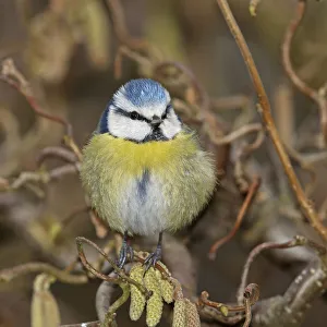 Paridae Prints: Eurasian blue tit (Parus caeruleus) fluffed up and perched on twig, Denmark, March