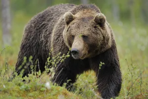 Eurasian brown bear portrait (Ursus arctos) Suomussalmi, Finland, July 2008