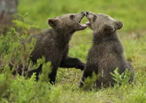 Images Dated 11th July 2008: Eurasian brown bear (Ursus arctos) cubs mouthing while playing, Suomussalmi, Finland