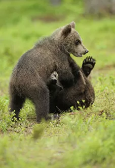 Images Dated 11th July 2008: Eurasian brown bear (Ursus arctos) cubs fighting while playing, Suomussalmi, Finland