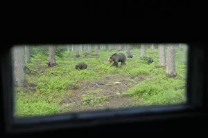 Images Dated 11th July 2008: Eurasian brown bear (Ursus arctos) mother with three cubs viewed from a hide, Suomussalmi