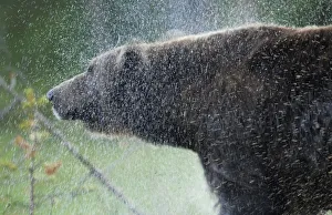 Images Dated 15th July 2008: Eurasian brown bear (Ursus arctos) shaking off water, Kuhmo, Finland, July 2008