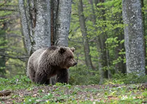 Slovenia Prints: Eurasian brown bear (Ursus arctos arctos) female