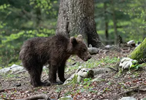 Slovenia Prints: Eurasian brown bear (Ursus arctos arctos) juvenile, standing in woodland, Slovenia. May