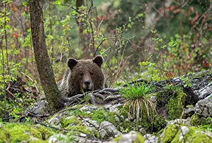 Slovenia Prints: Eurasian brown bear (Ursus arctos arctos) resting in woodland, Slovenia. May